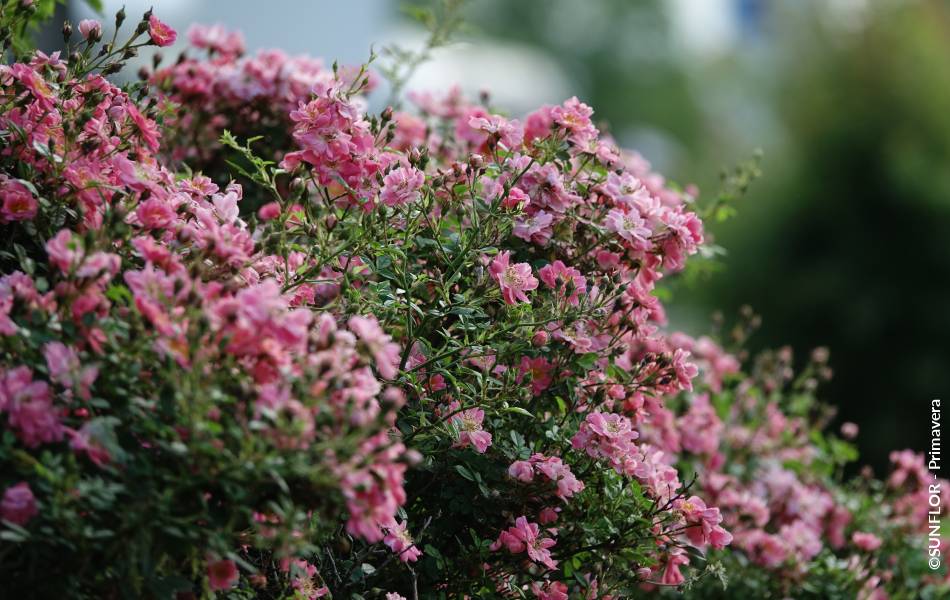 ©SUNFLOR - Primavera